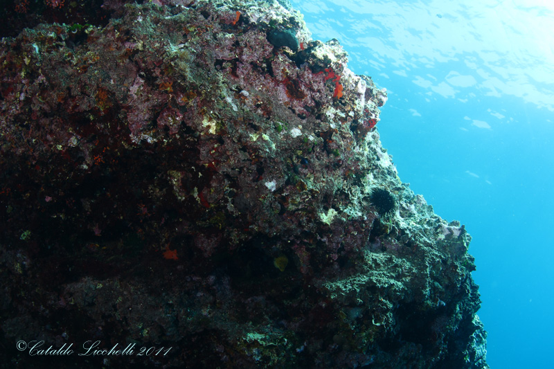 Enchelycore anatina (Lowe, 1838) - in Salento